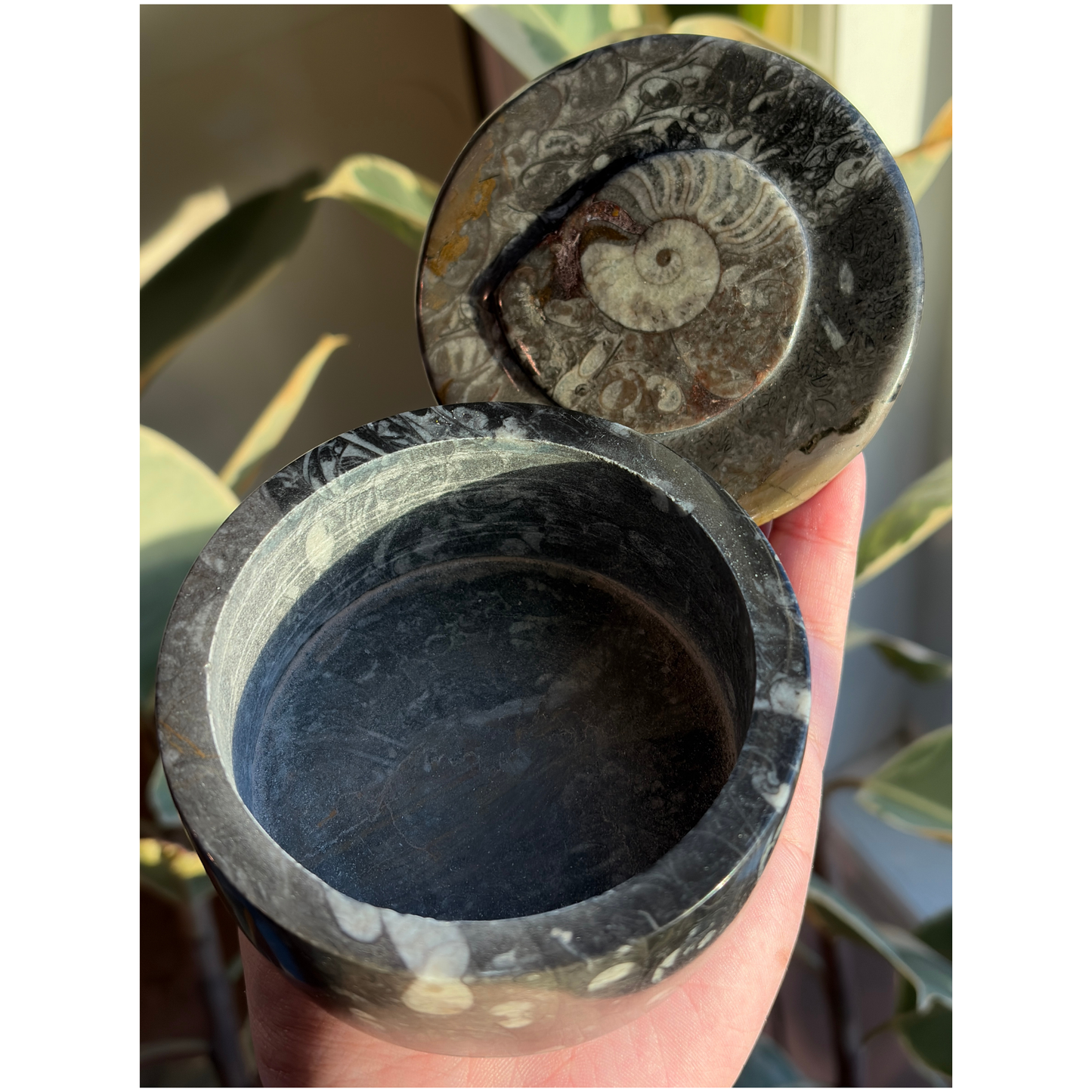 Ammonite Fossil Round Jar with Lid