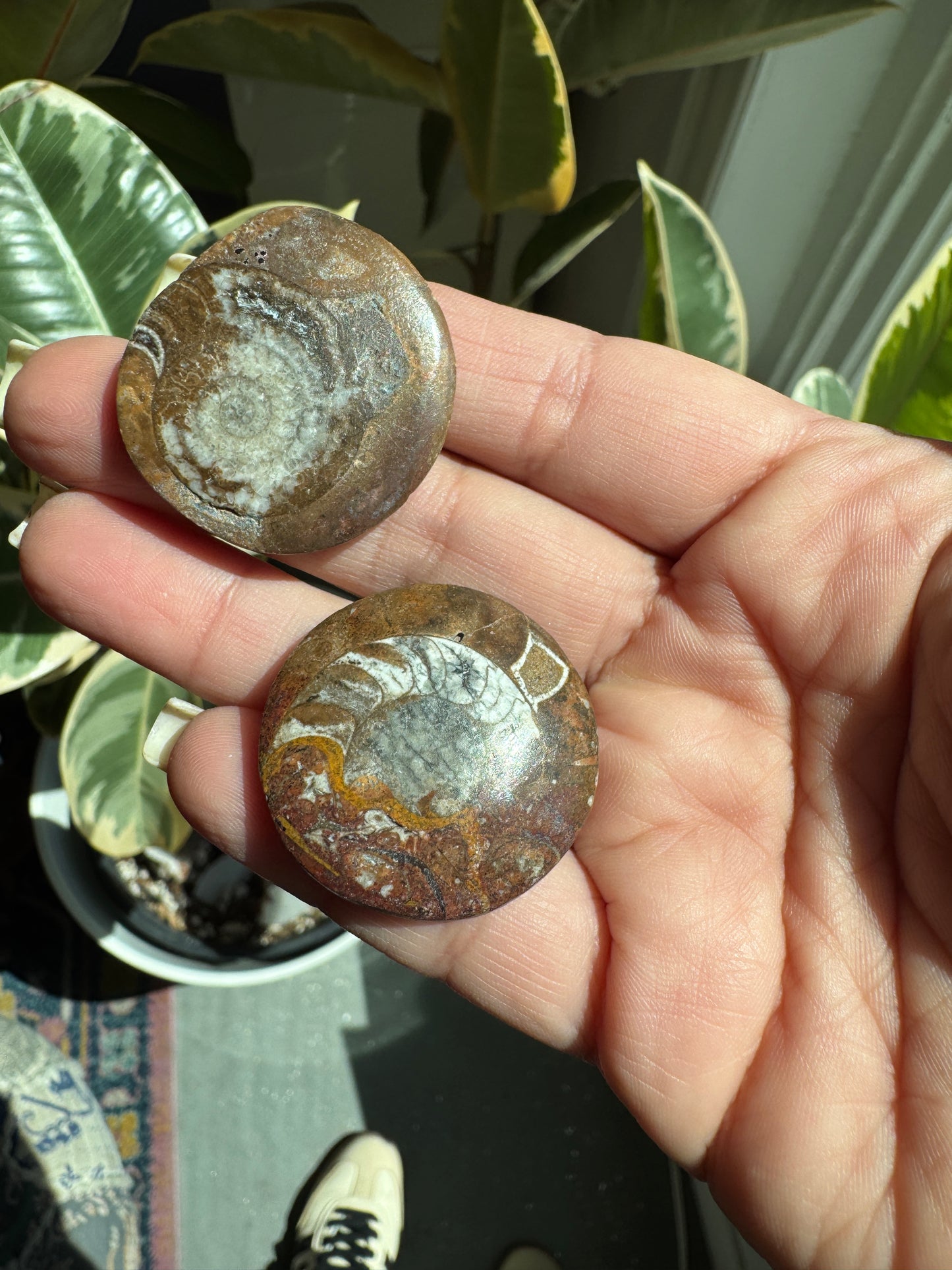 Mini Ammonite Fossils