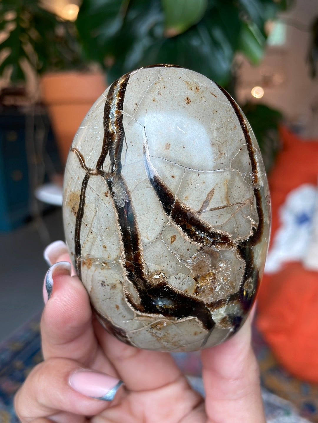 Septarian Cut Base Freeform - SEP03