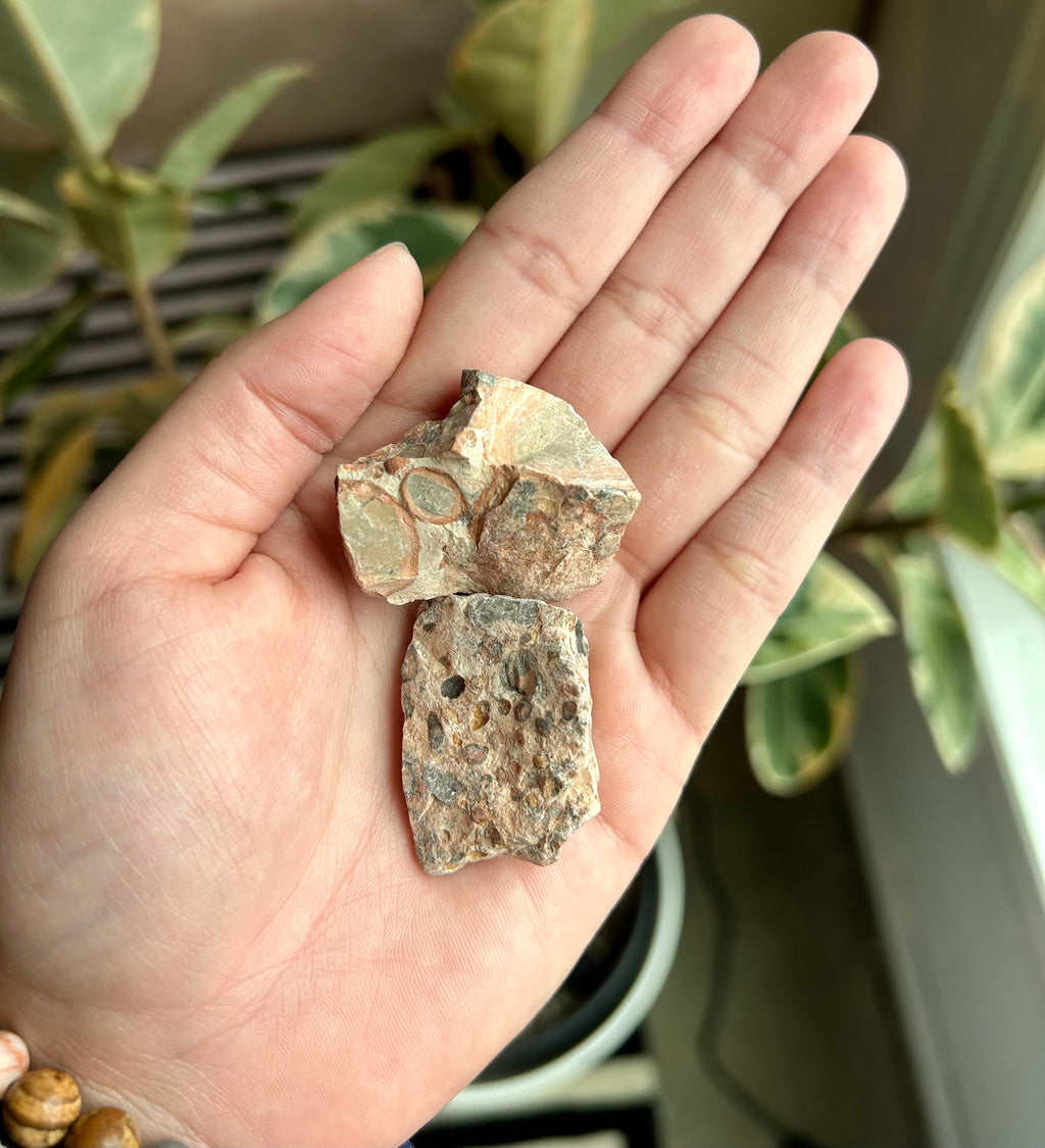 Leopard Jasper