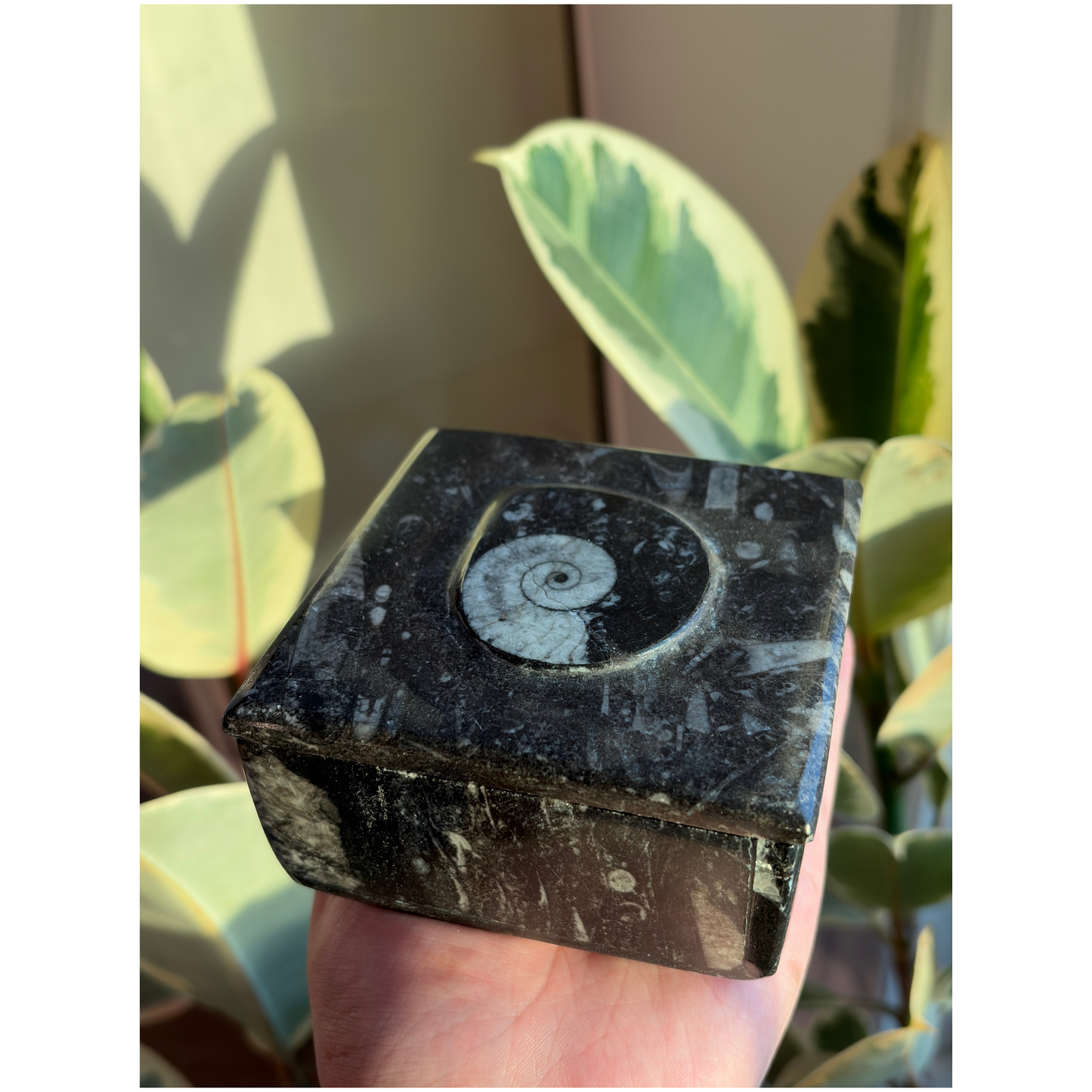 Ammonite Fossil Square Jar with Lid