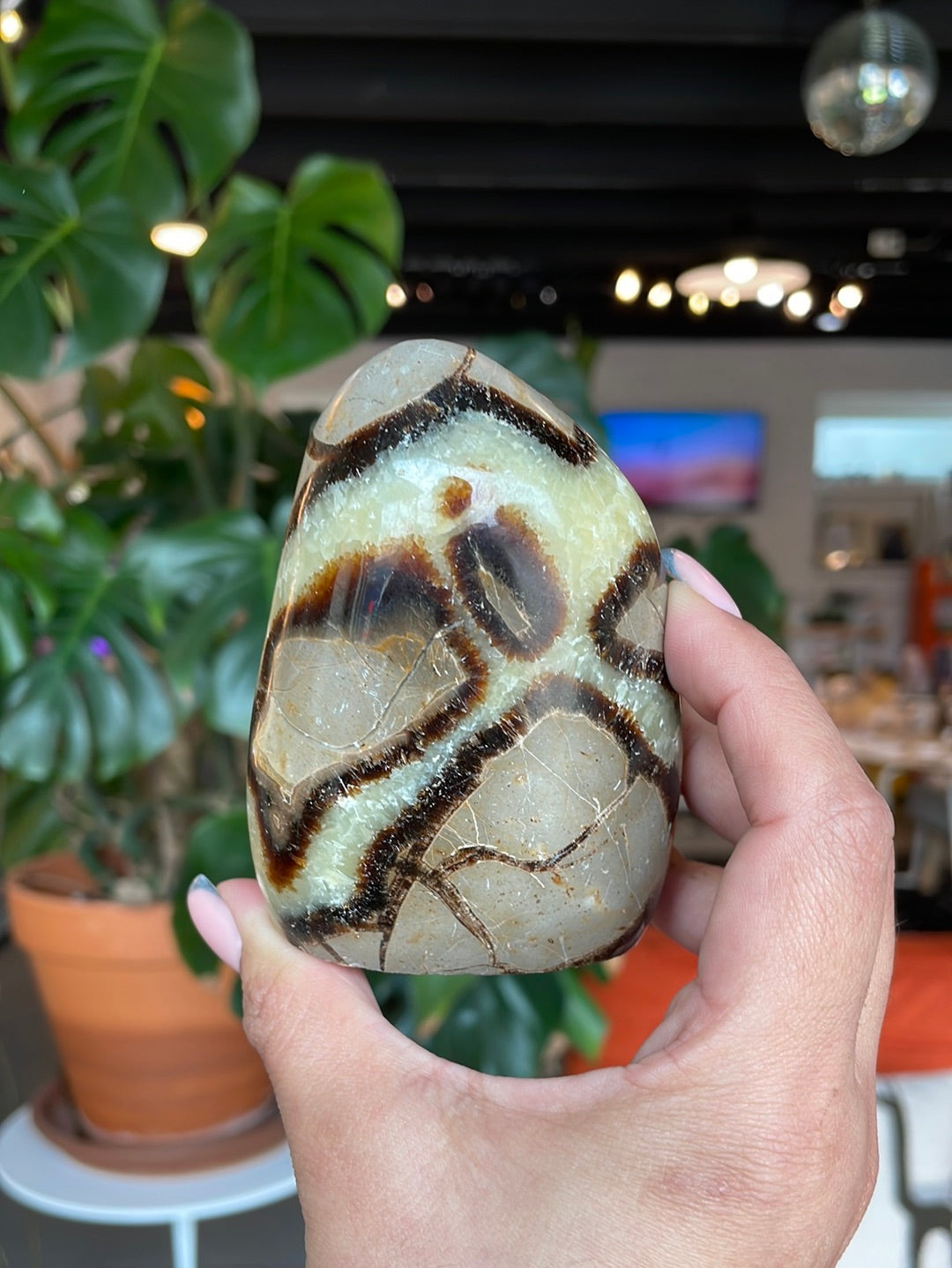 Freeform Septarian - SEP06