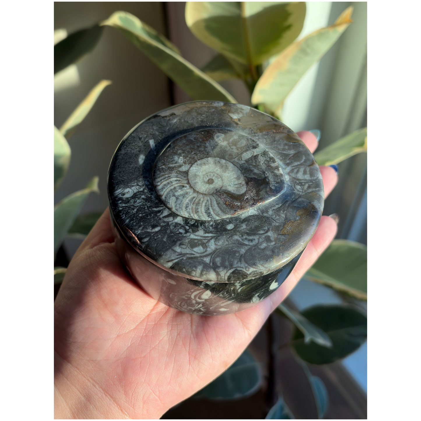 Ammonite Fossil Round Jar with Lid