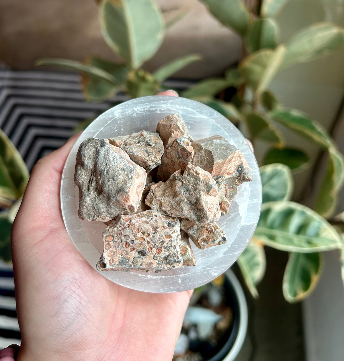 Leopard Jasper