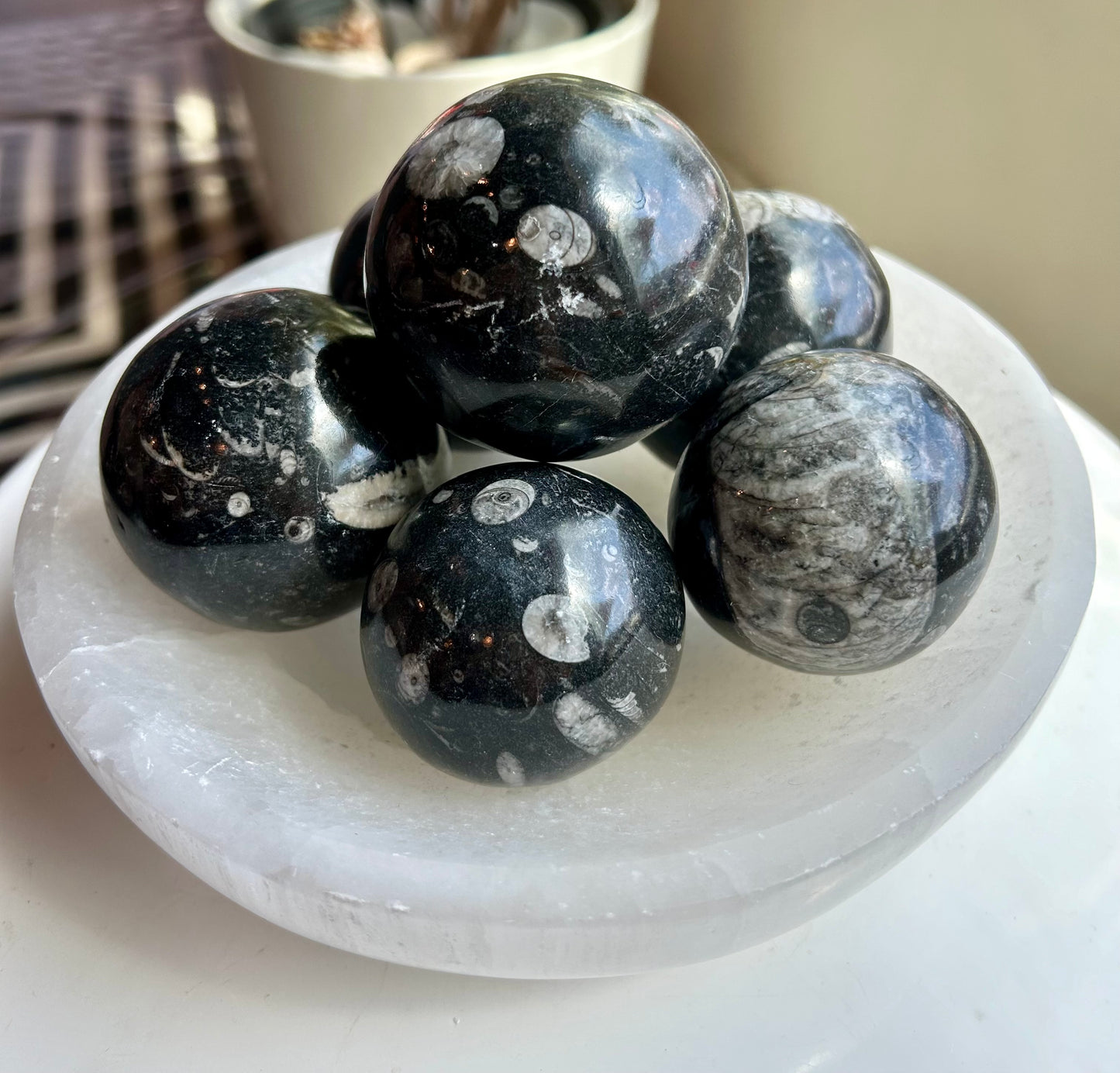 Fossilized Squid Sphere