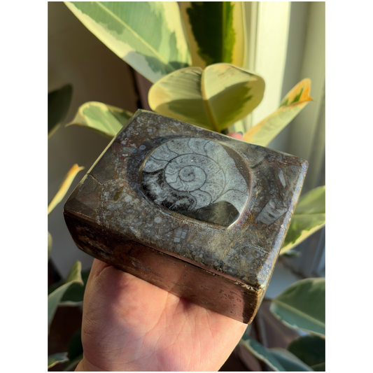 Ammonite Fossil Square Jar with Lid
