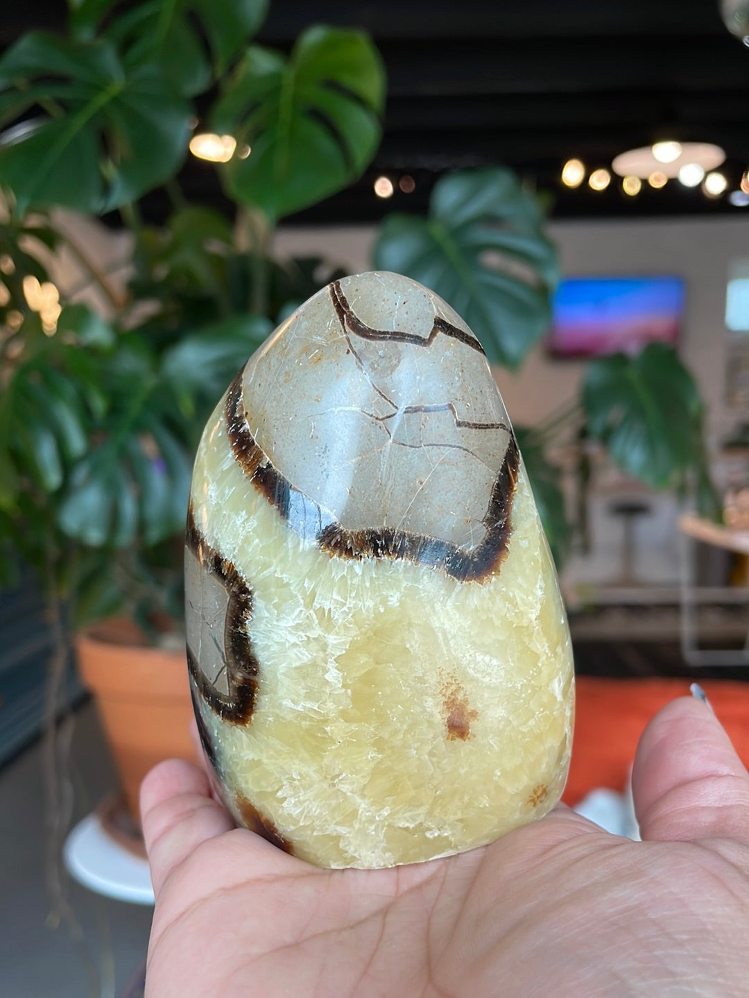 Freeform Septarian - SEP06