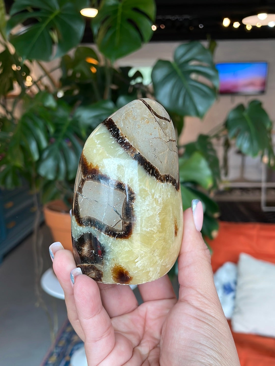 Freeform Septarian - SEP06