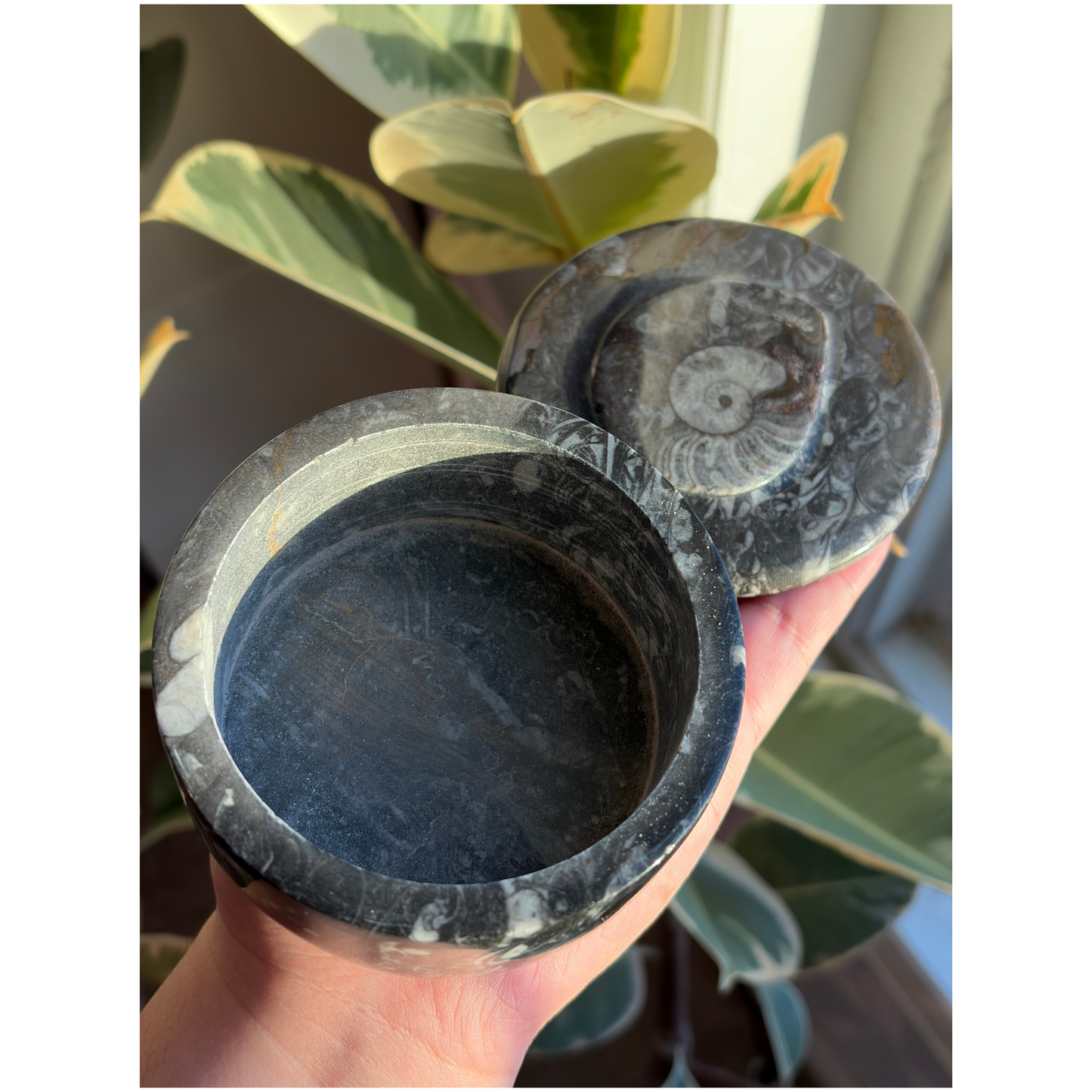 Ammonite Fossil Round Jar with Lid