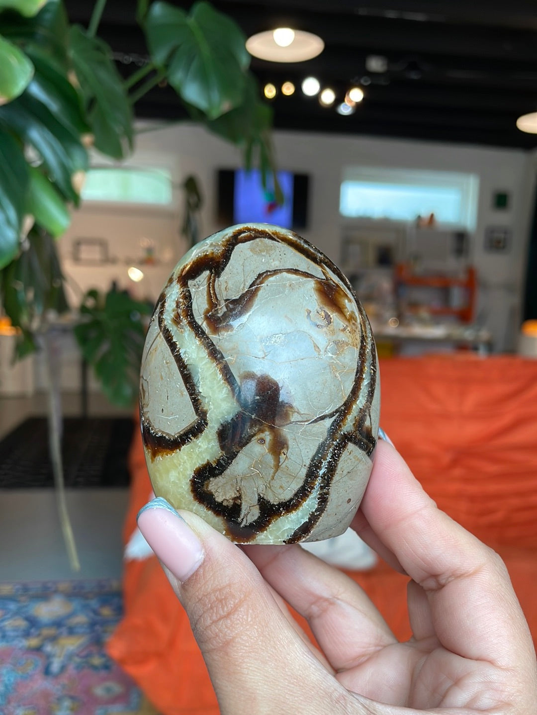 Septarian Cut Base Freeform - SEP03