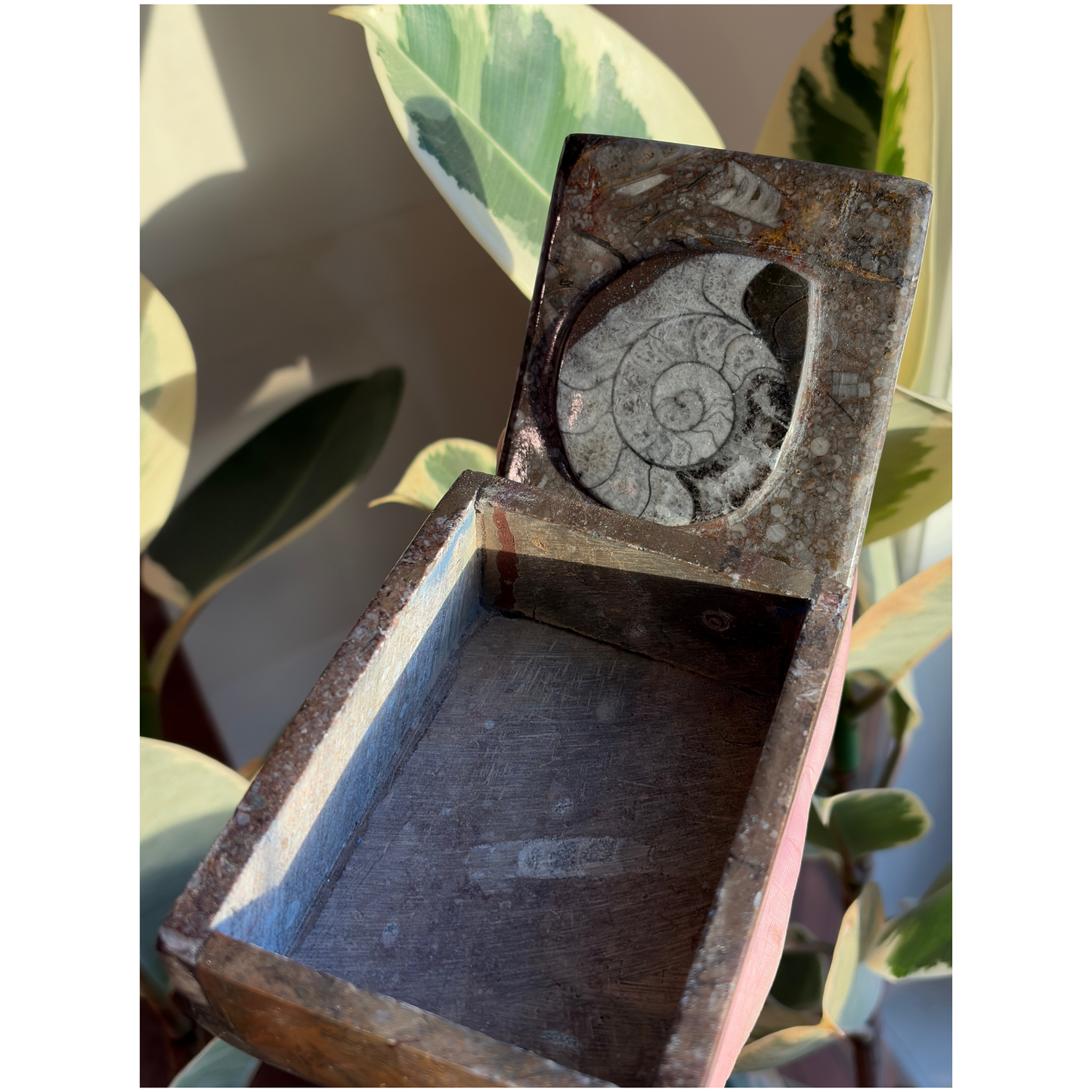 Ammonite Fossil Square Jar with Lid