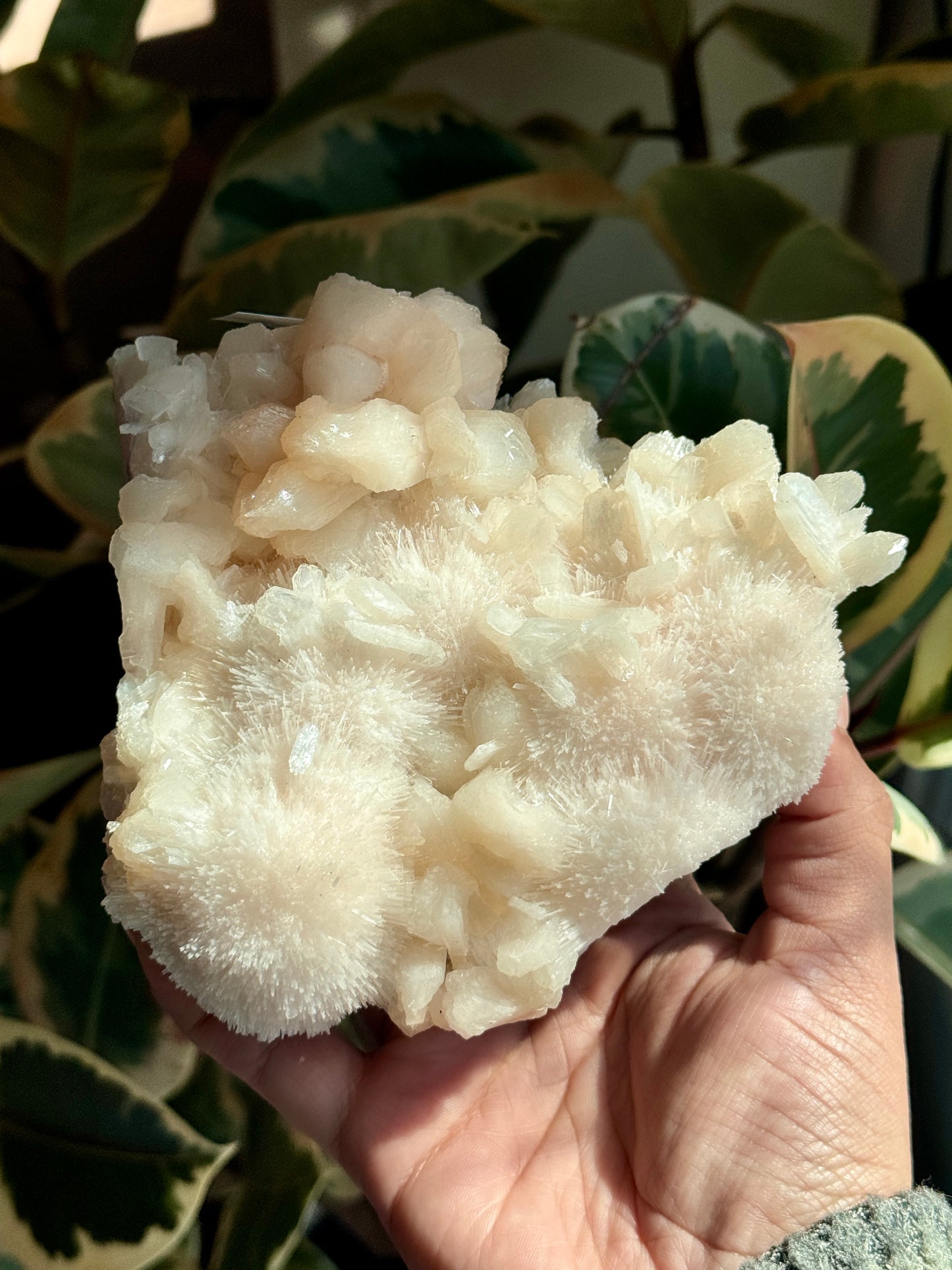 Pink Scolecite