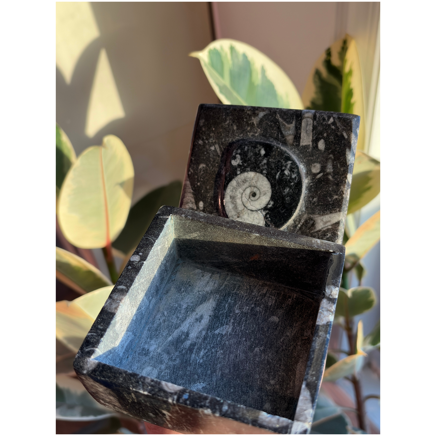Ammonite Fossil Square Jar with Lid